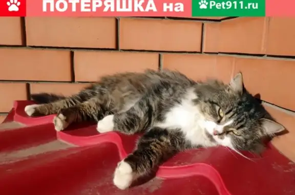 Найден кот в Апшеронске!