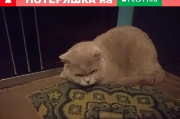 Найден кот в подъезде в Томске
