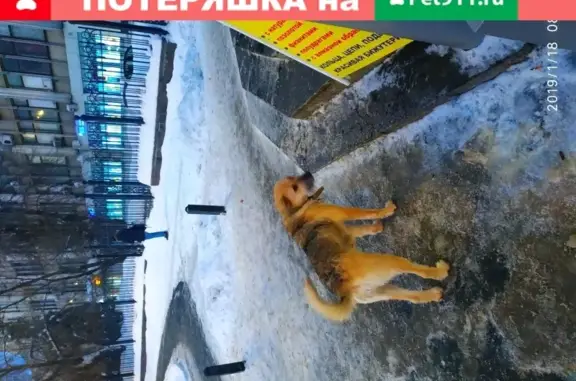 Большая бежевая собака лежит у входа в магазин Стройс, Саратов