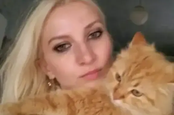 Кошки потеряшки, село Отрадное, фото: Потеряшка кот в селе Отрадное, Бахчисарайский район, Крым