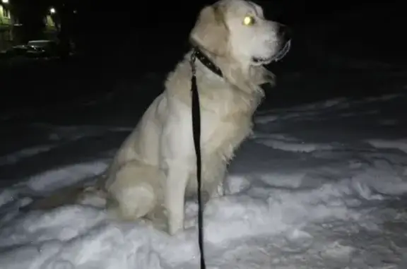 Пропала собака породы золотистый ретривер в районе 80 дома, Гаджиево.