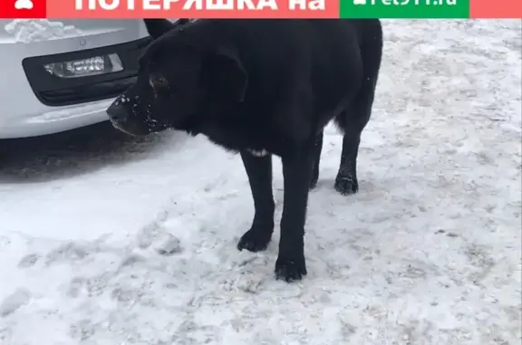 Пропал пёс в районе вокзала возле Экспресса, Кемеровская область, Новокузнецк