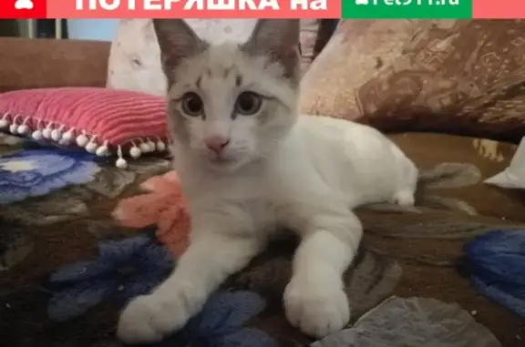 Найден котенок на ул. Банникова, 6 в районе Уралмаш
