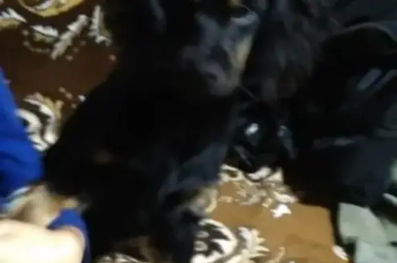 Пропала собака Геннадий в Славянске-на-Кубани