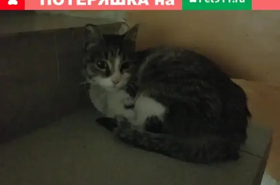 Найдена кошка в Иркутске, Нижняя Лисиха