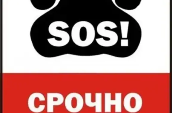 Пропала собака с вет.клиники Барк в Архангельске
