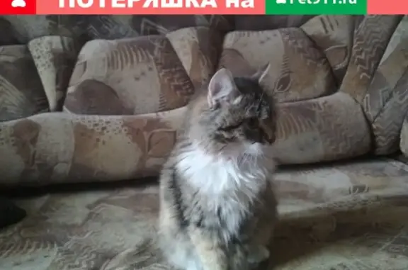 Найдена кошка в Печерске - ищем хозяев!