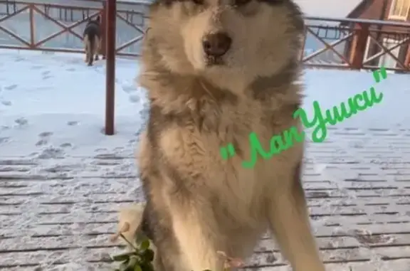 Пропала собака маламут в Канске, возможно в Красноярске