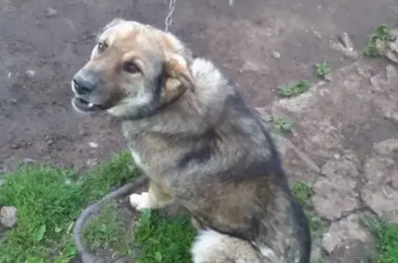 Пропал крупный пёс с ошейником в Альметьевске