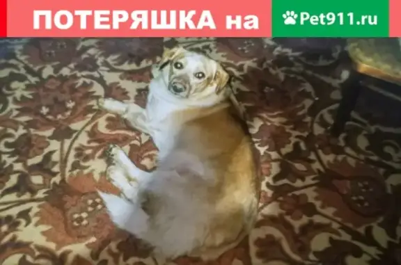 Пропал пёс Тобик возрастом 15 лет в районе старого моста, Киров.