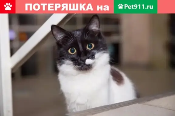 Пропала кошка в Волгодонске