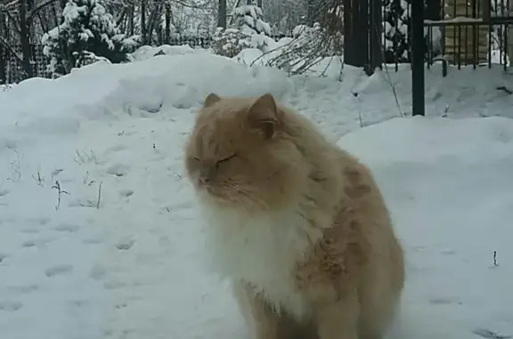 Пропал кот Кузька в деревне Красово, Ливны