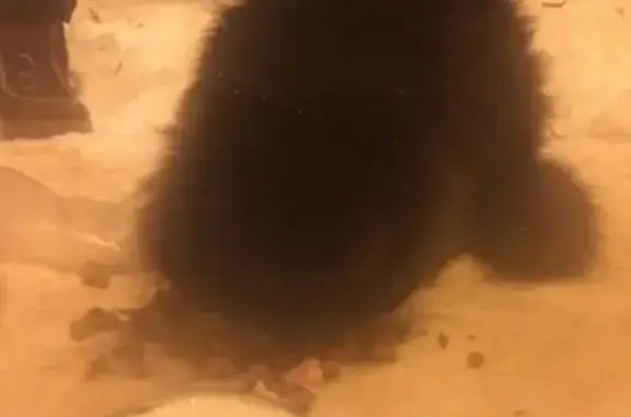 Найден черный персидский кот в Старом Осколе!