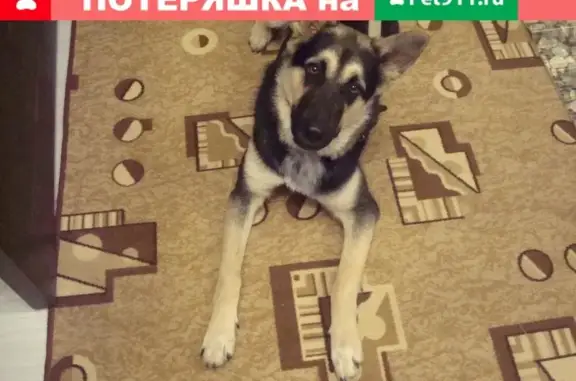 Пропала собака Гром на ул. Орджоникидзе/Подводников, Северодвинск