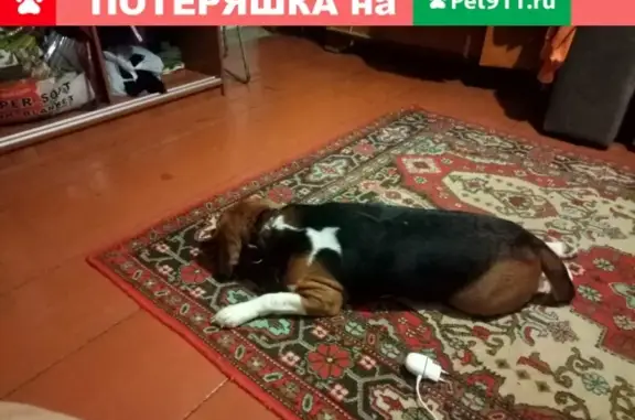 Собака с чипом на улице Рахова, Саратов