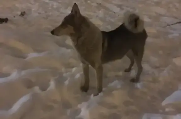 Потерянная собака Ваи в Воронеже.