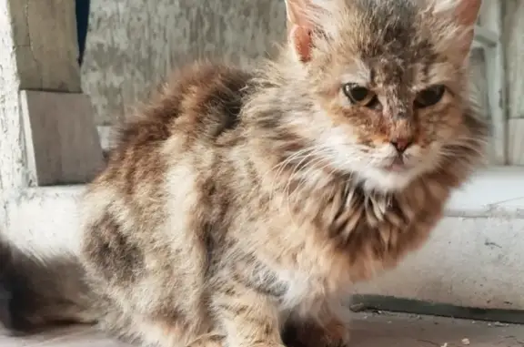 Найдена кошка в Новороссийске [id308433862]