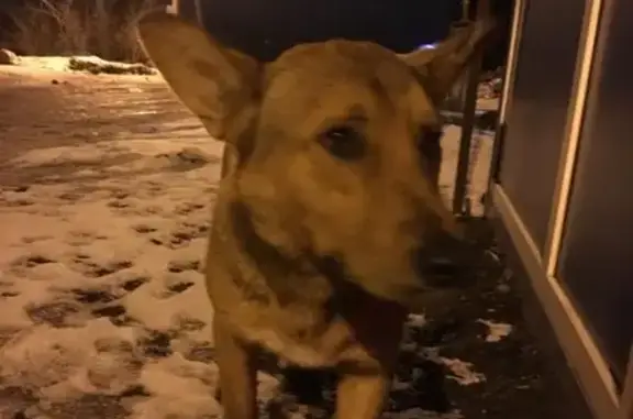 Собака найдена в коттеджном посёлке Прилесный (Выезд из Ростова в строну Щепкина)
