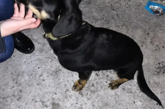 Найдена собака на 3-м м-оне в Ачинске.