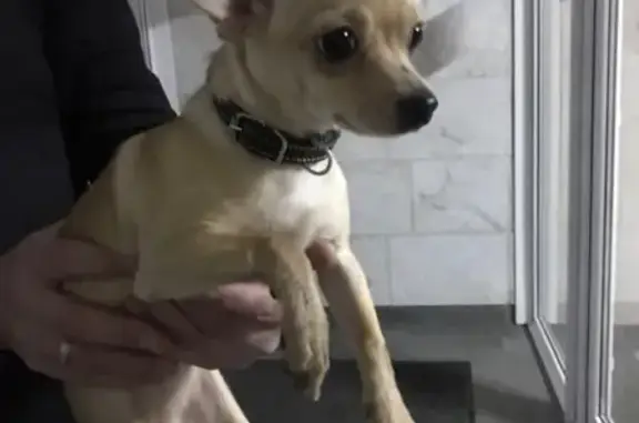 Найдена собака в Воронеже на Мазлумова 25А