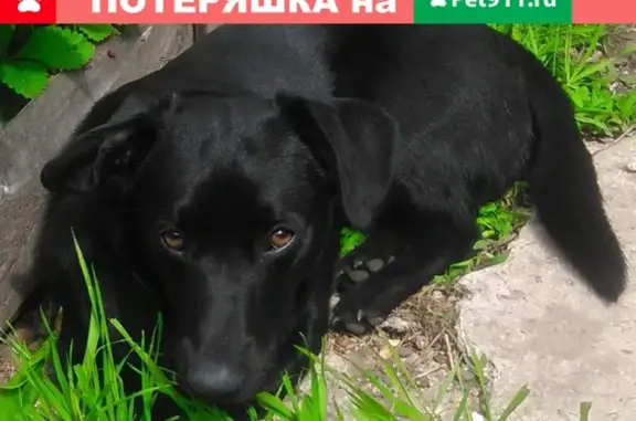 Пропала собака в Уфе на набережной р. Белой, кличка Бади