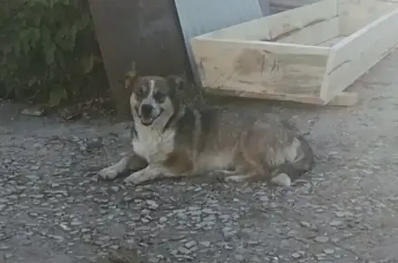 Пропала собака в районе мебельного комбината Кузнецк