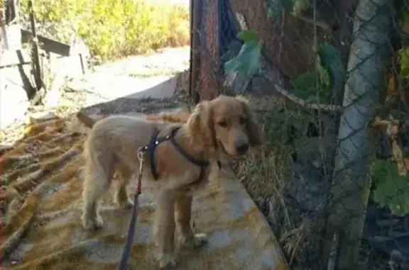 Пропала собака Барни в Михайловке, Таганрог