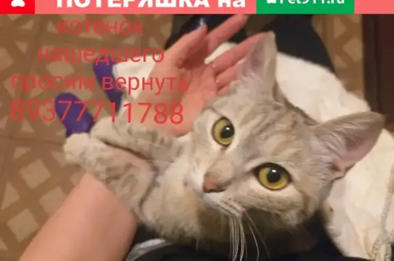Пропала кошка на улице Адоратского, Казань