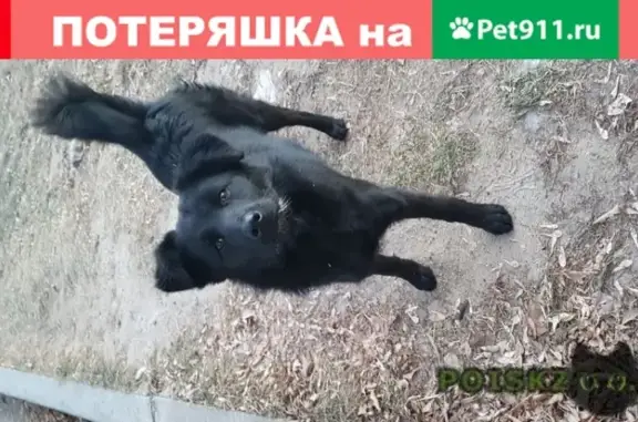 Найдена собака на ул. Лермонтова в Хабаровске