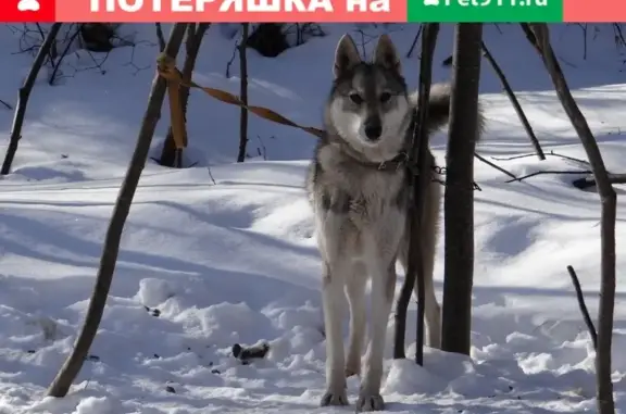 Пропала собака в Приморском крае, помогите найти!