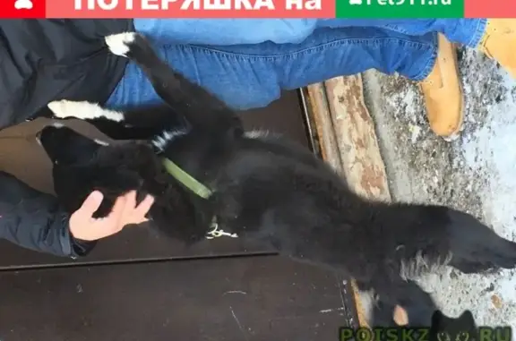 Найден щенок в Ангарске: квартал Б, дом 17
