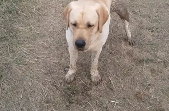 Пропала собака порода лабродор на улице Фрунзе в Жуковском, МО
