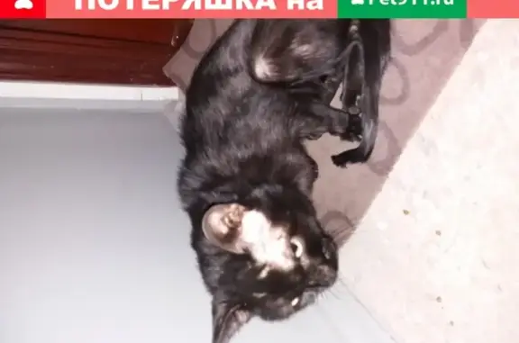 Найден чёрный кот у дома 132 на ул. Красная Сибирь в плохом состоянии