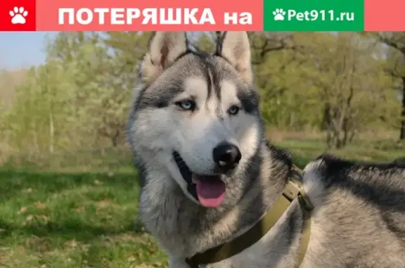 Пропала собака Локи на улице Мечникова, Самара