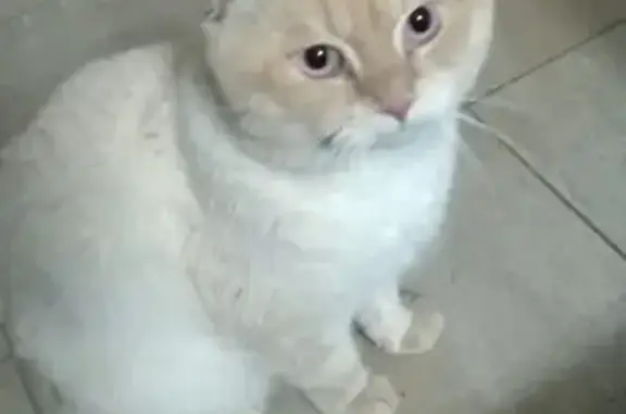 Найдена кошка в Анапе
