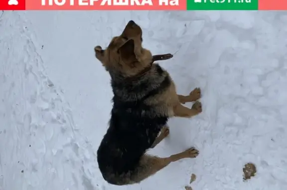 Собака найдена на улице Пилюгина, 18к1 в Москве