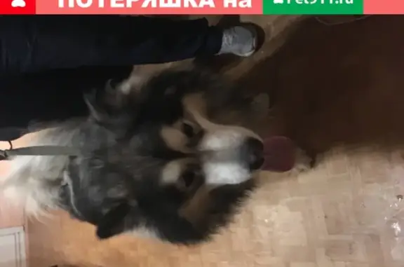 Найдена собака в Старом Осколе, ищем хозяев