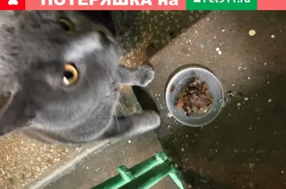 Найдена кошка в Орехово-Борисово Северном, адрес: Борисовский проезд, 22к1