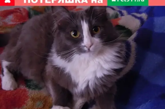 Пропала кошка Соня на ул. Красноказачья, Иркутск