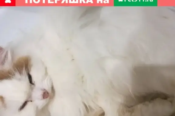 Найдена кошка в Тюмени: ищет семью!