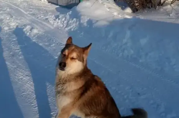 Найдена собака в Кулаево, ищем хозяина или новый дом