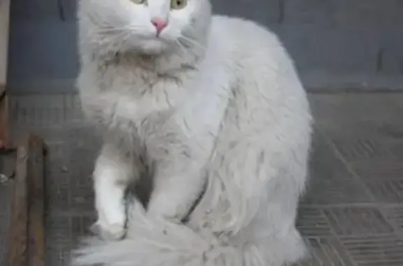Найден белый кот возле дома на пр. Энгельса 126-3
