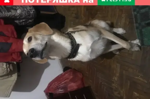 Найдена умная собака в Невском районе СПб