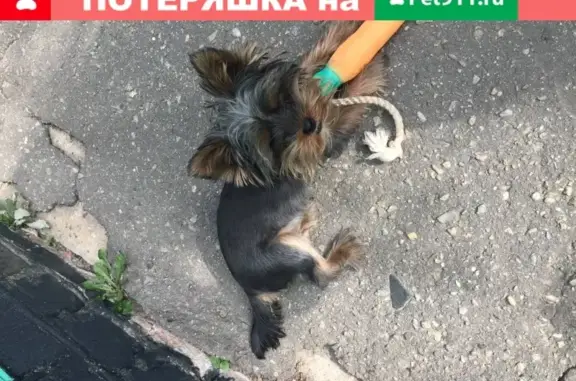 Пропала собака на ул. Пушкина и Кронштадтской, Клинцы, Брянская обл.