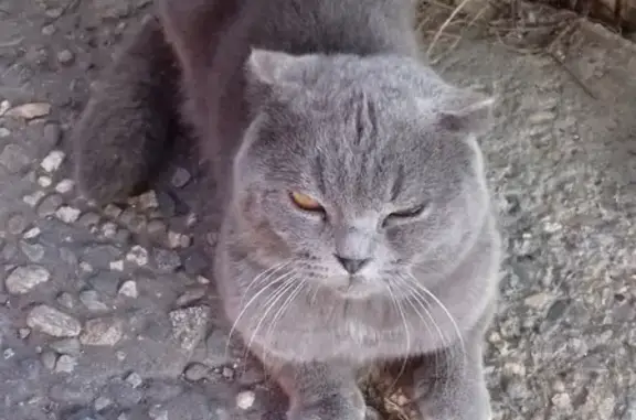 Пропала серая кошка возрастом 2,5 года на Стародеревянковской.