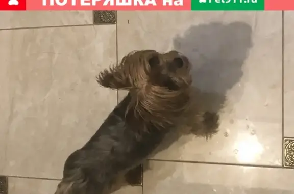 Собака найдена возле ТЦ Макеева в Коломне