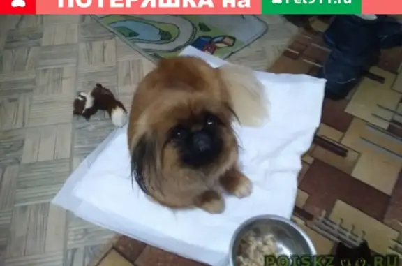 Найдена собачка в Тамбове