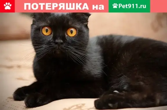 Найден черный кот с вислоухими ушами в Раменском, МО (4А)