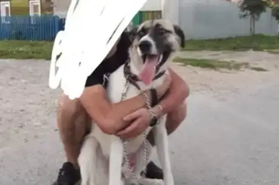 Пропала собака в Кировском районе Казани
