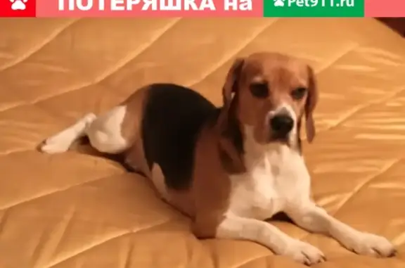 Пропала собака бигль в Пушкинском районе